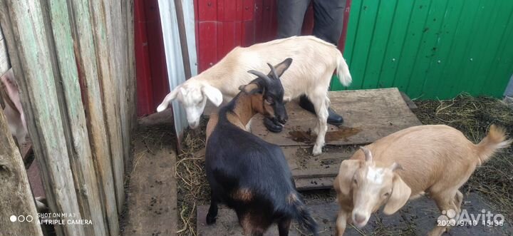 Козлята