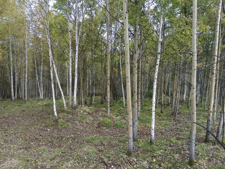 Участок 20 сот. (СНТ, ДНП)