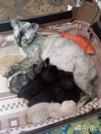 Донской сфинкс котята