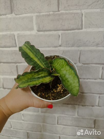 Сансевиерия Дракон