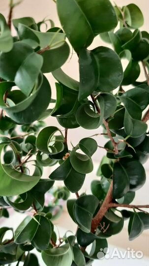 Фикус барок