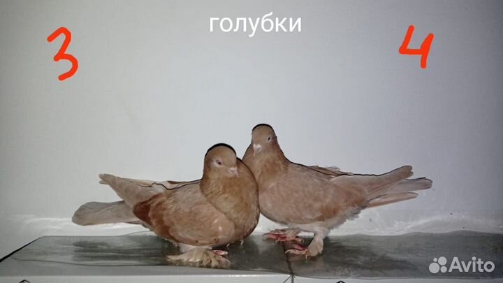 Продажа голубей