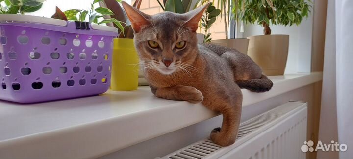 Абиссинский кот вязка