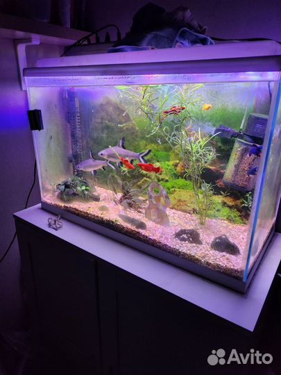 Аквариум с рыбками