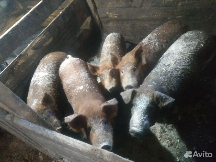 Поросенок чистокровный Дюрок,смесь ландраса