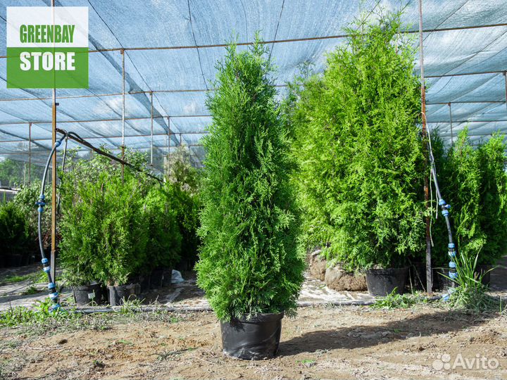 Туи колумна 1,4 м свежая копка 2023