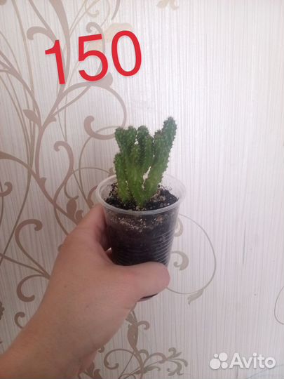Продам цветы домашние