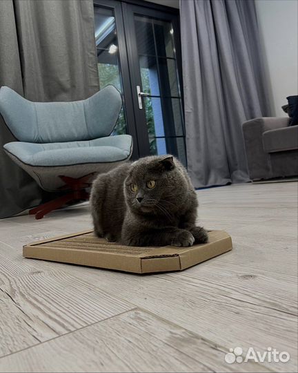 Когтеточка для кошек и котят