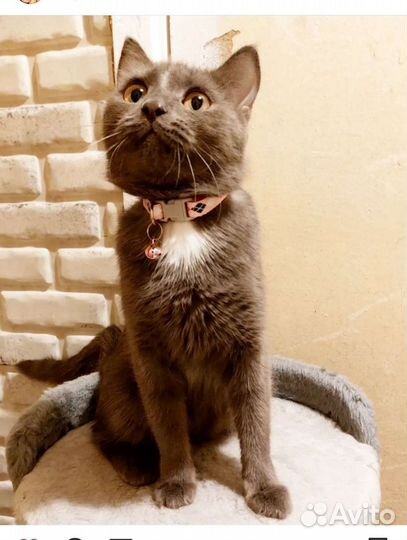 Манчкин Кошка Милана 8 месяцев, стерелизованна