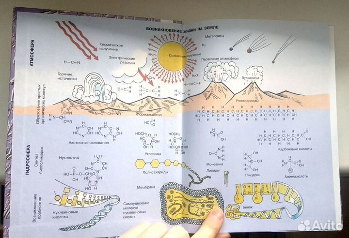 Общая биология. Учебник для 10-11 классов Беляев