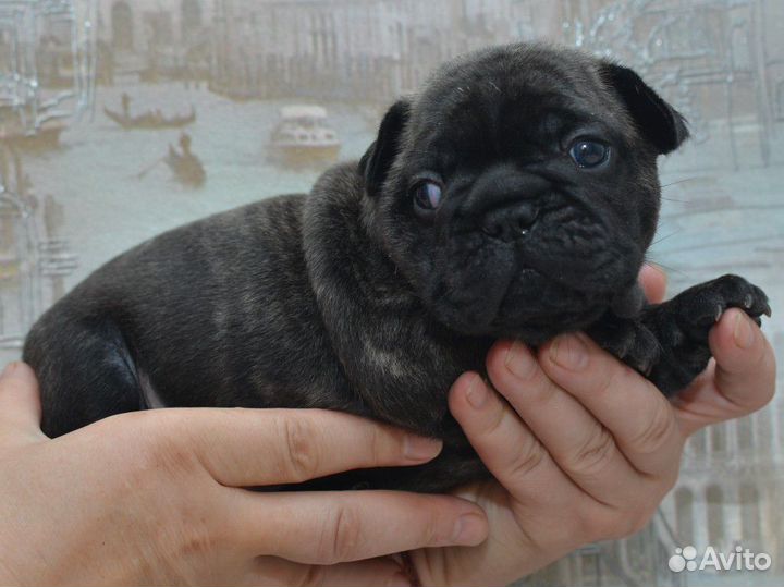 Французский бульдог щенки РКФ