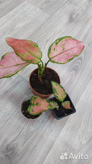 Сортовые аглаонемы