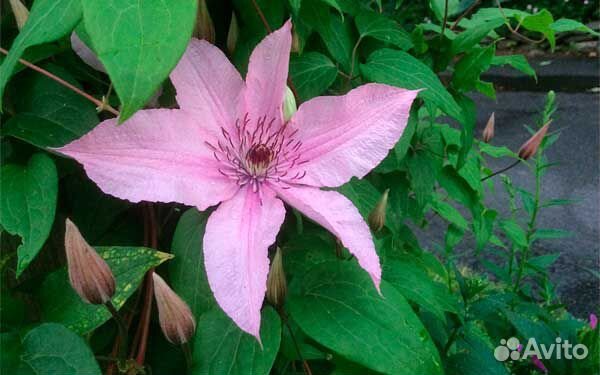 Клематис Hagley Hybrid (Хеглей Хибрид)