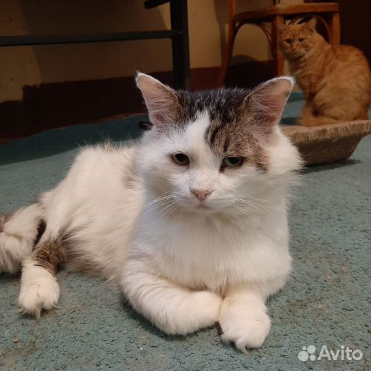 Кот Василий ищет дом