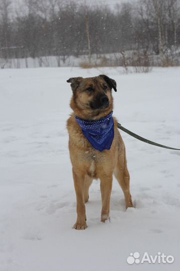 Удобная собака ищет пристанище