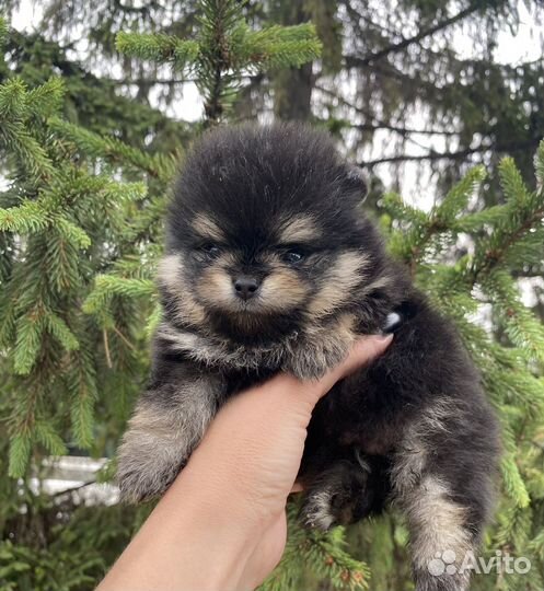 Мини мальчик