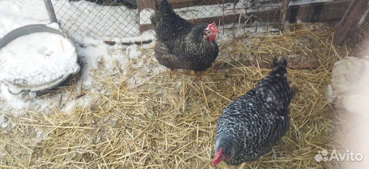 Цыплята доминант