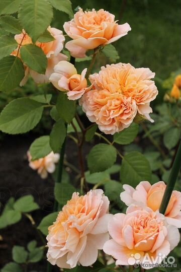 Английская Роза Ти Клиппер