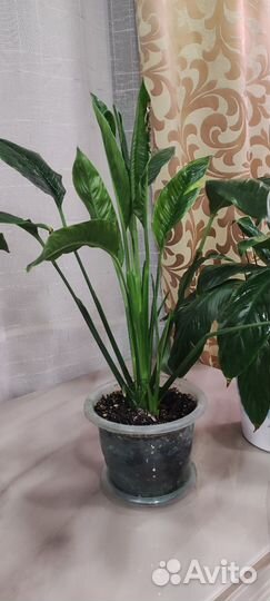 Спатифиллум