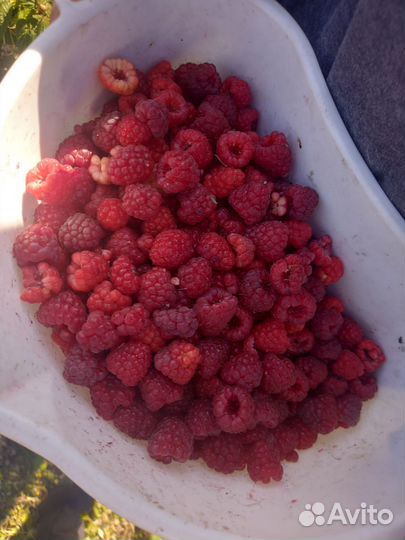 Малина ягоды