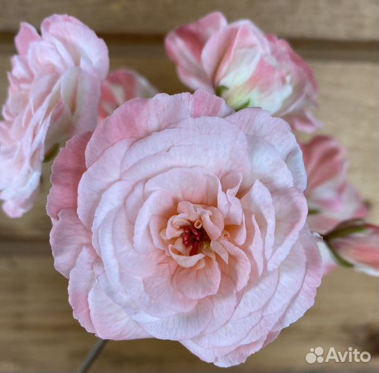 Пеларгония герань