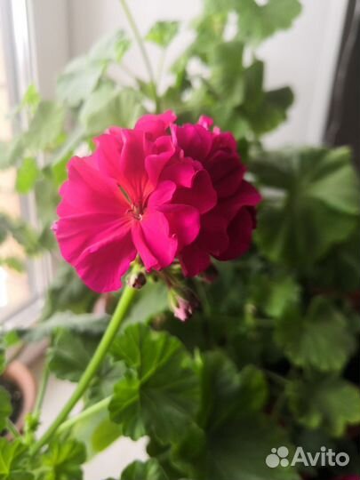 Пеларгония герань