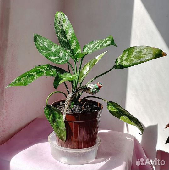 Комнатные цветы