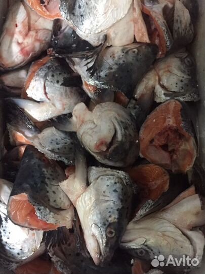 Головы семги