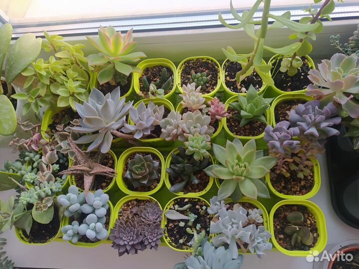 Суккуленты