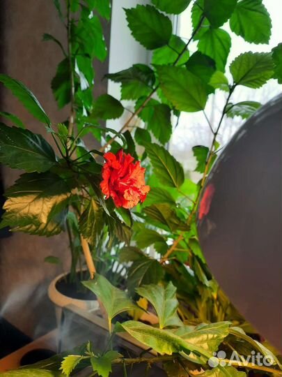 Гибискус китайская роза