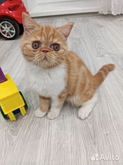 Экзотические котята