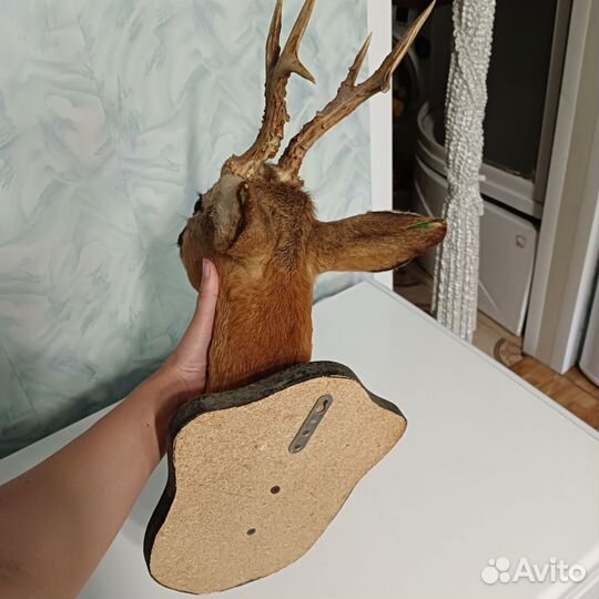 Чучело головы косули