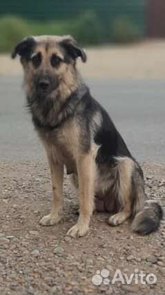 В Добрые Руки метисы овчарки