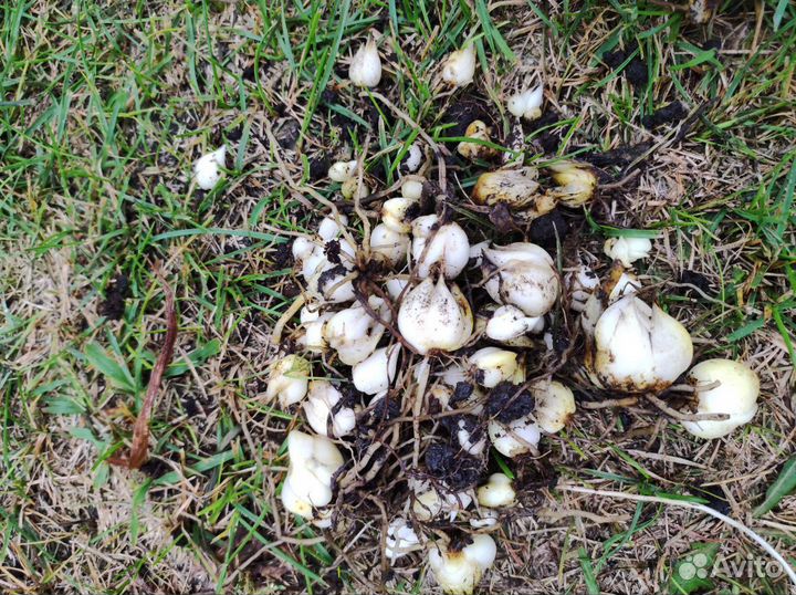 Луковички лилии