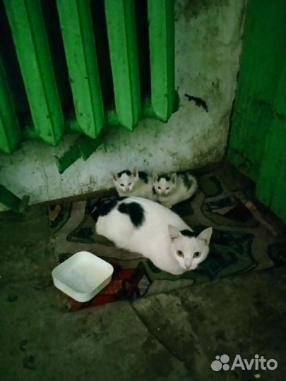 Котята в добрые руки