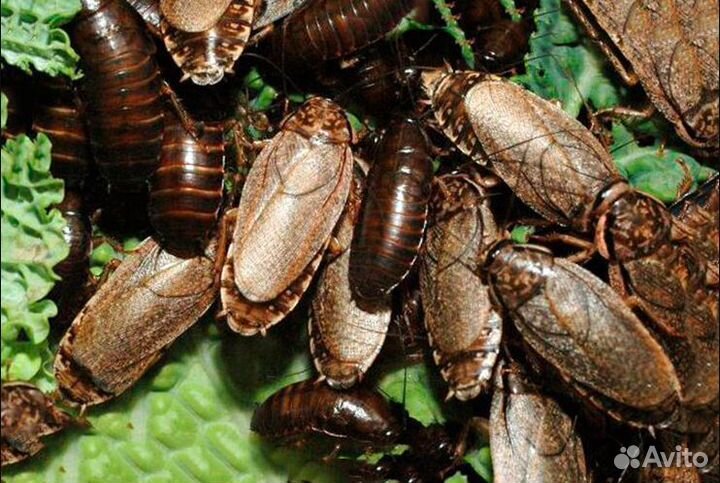 Мраморные тараканы