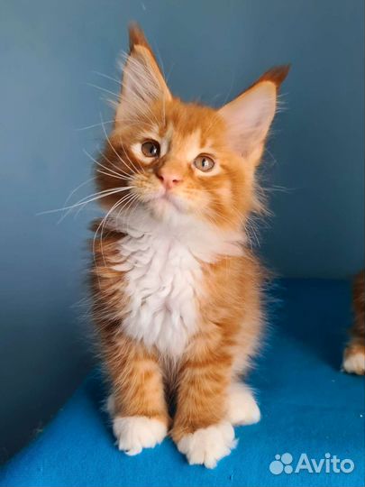 Малыш Мейн-кун