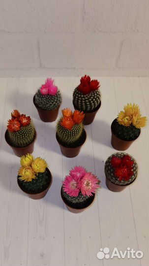 Кактус микс
