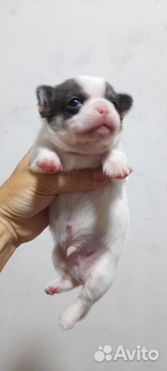 Много чихов (мальчики)