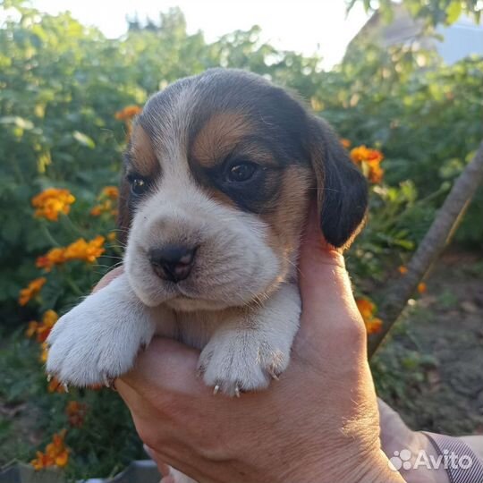 Щенки бигль