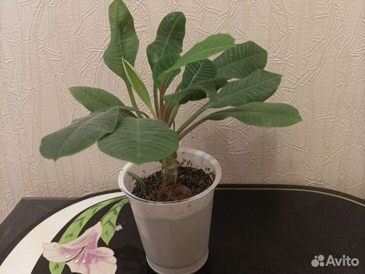 Хлорофитум, молочай, пеларгония