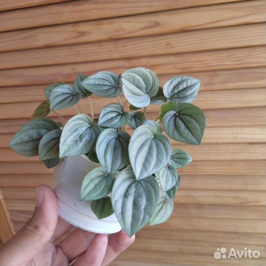 Пеперомия Мунлайт