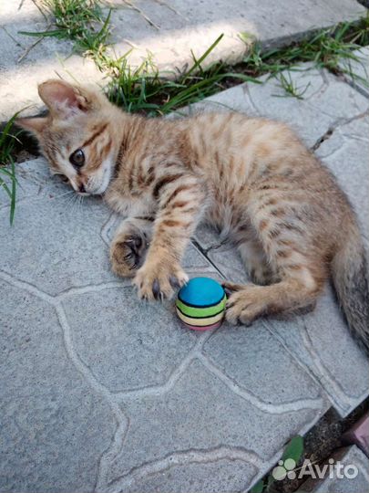 Котёнок Девочка