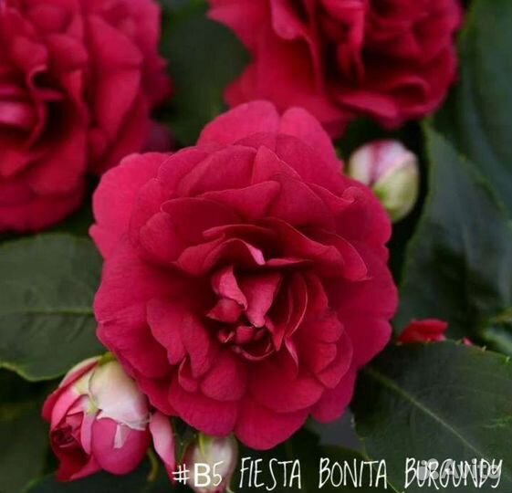 Бальзамин Уоллера Fiesta Bonita Burgundy