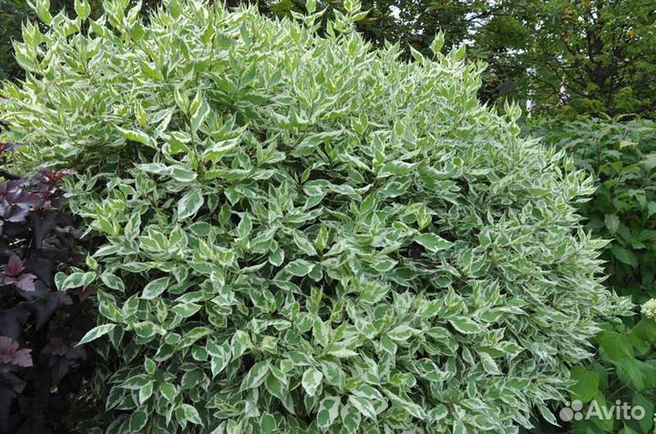 Дёрен пестролис,Хоста,Гибискус,Лилейник,Дек.лук