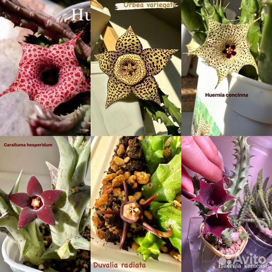 Гуэрния, орбея