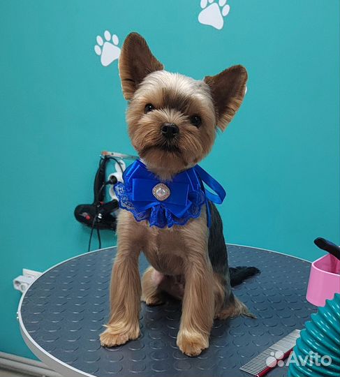 Стрижка собак и кошек