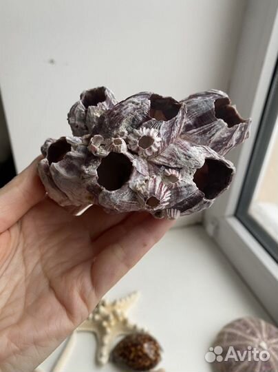 Ракушка морской еж морская звезда