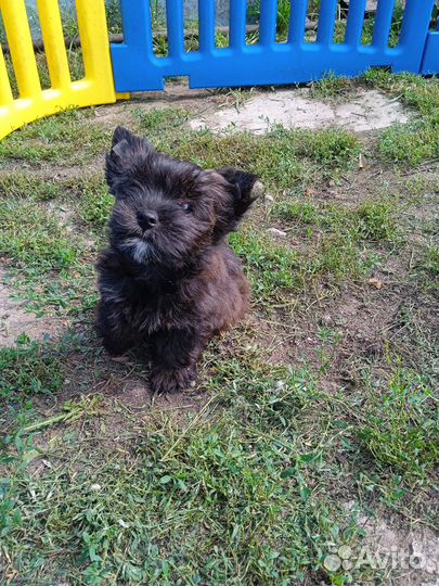 Тигровый Йорк, стандартная девочка