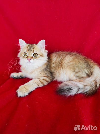 Британская длинношерстная золотая шиншилла